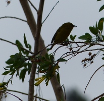 'Amakihi